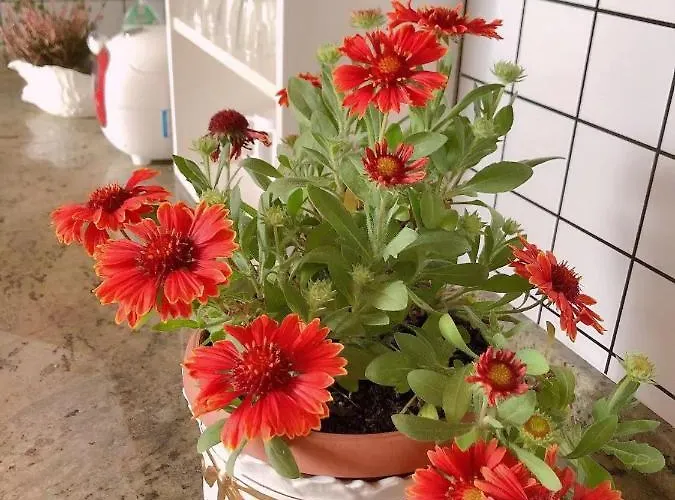 Sogna Venezia * Mestre